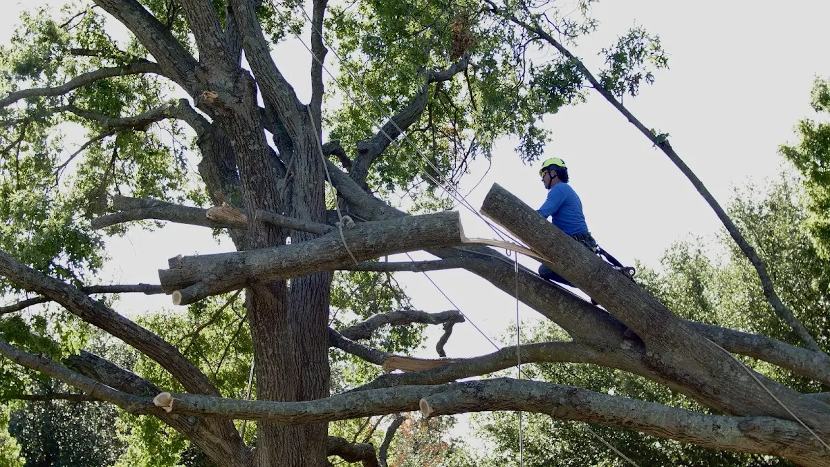 Professional Hazardous Tree Removal performed by certified arborists in Stockholm